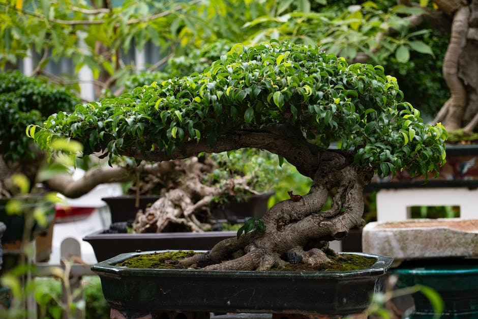 A beautiful outdoor bonsai tree surrounded by a well-maintained garden