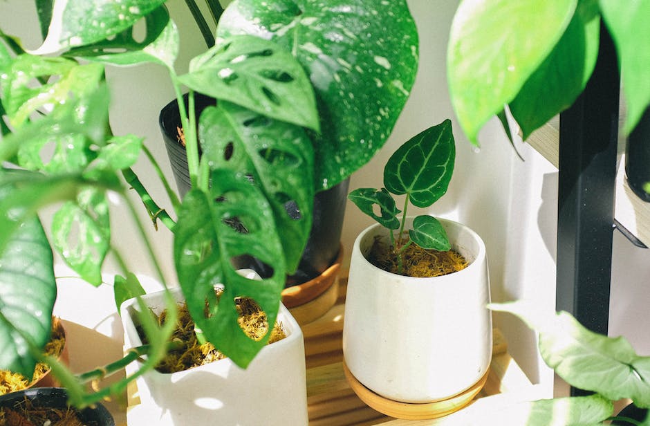 Image showcasing different indoor plants and their care requirements