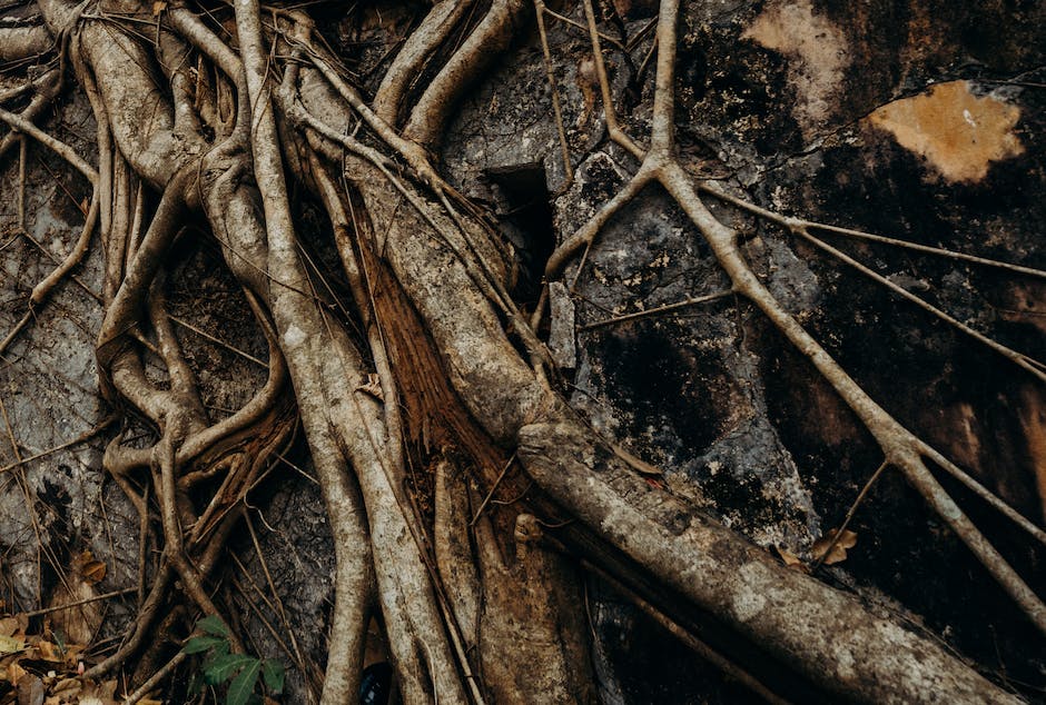 Illustration of a plant with visible roots taking up nutrients from soil