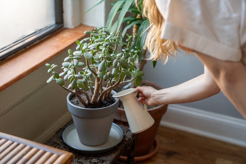 An image demonstrating how to water a plant, with a person pouring water into a pot with a plant.