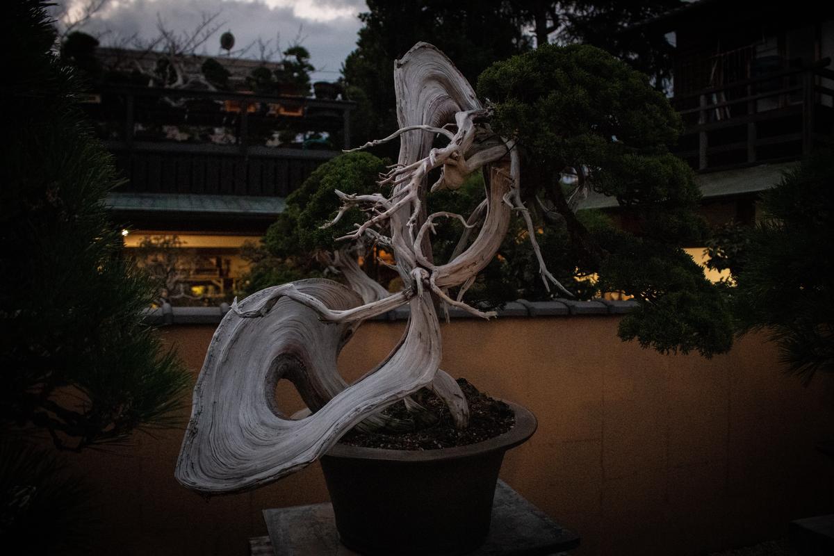 Image illustrating the process of selecting the right tree for creating jin in bonsai. The image shows various bonsai trees with deadwood features, highlighting their different characteristics.