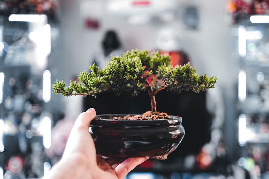 A person carefully choosing a bonsai tree from a group of trees, considering factors such as species, age, health, location, and potential risks.