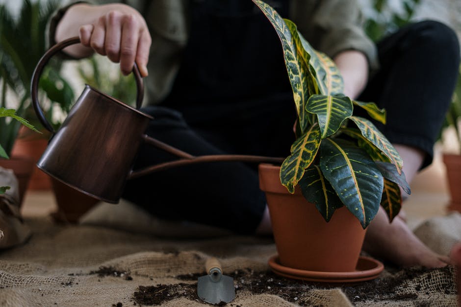 Image of a person watering a houseplant during winter