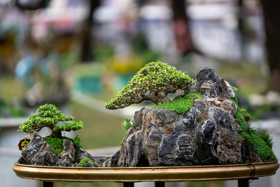 A beautifully shaped Yamadori Bonsai tree standing on a rock, with twisted branches and vibrant green foliage.
